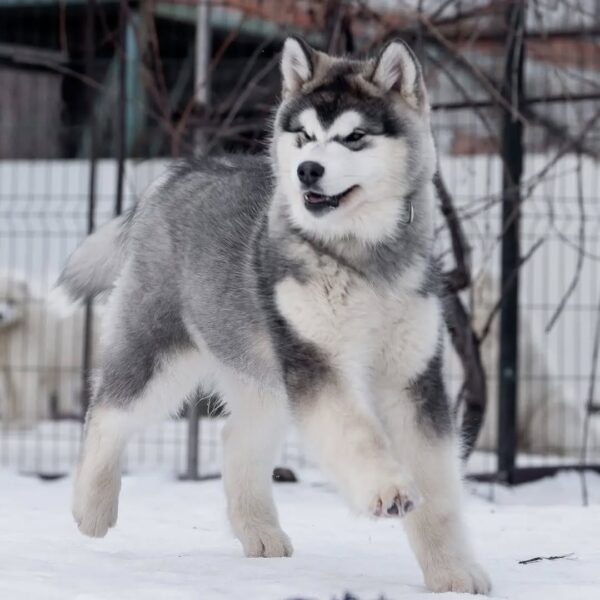 هاسکی سیبرین