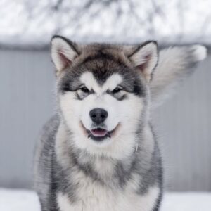 هاسکی سیبرین