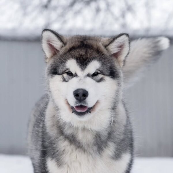 هاسکی سیبرین