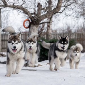 هاسکی سیبرین