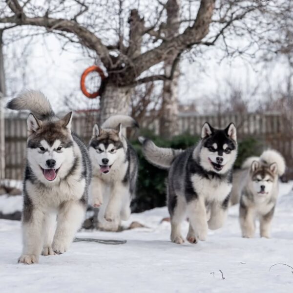 هاسکی سیبرین