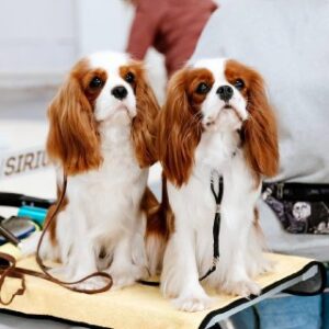 کوالیر کینگ چارلز اسپانیل