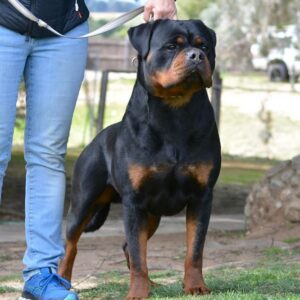 سگ روتوایلر