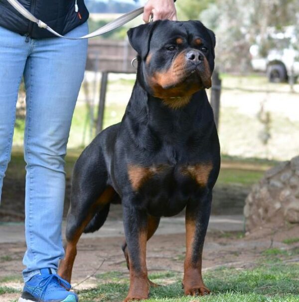 سگ روتوایلر