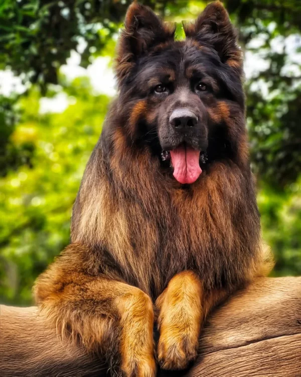 ژرمن شپرد شولاین بلک اند تن