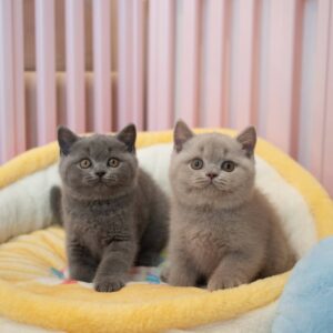 گربه بریتیش شورت‌ هیر