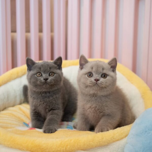 گربه بریتیش شورت‌ هیر