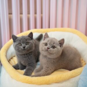 گربه بریتیش شورت‌ هیر