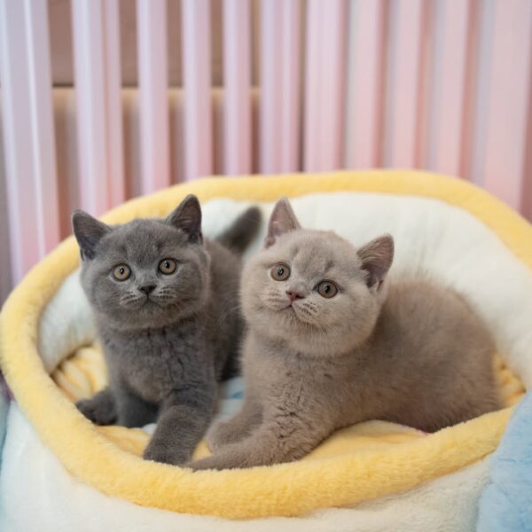 گربه بریتیش شورت‌ هیر