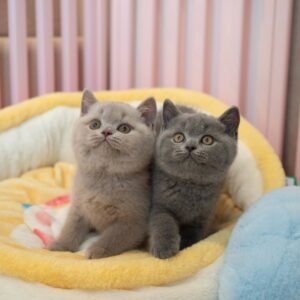 گربه بریتیش شورت‌ هیر