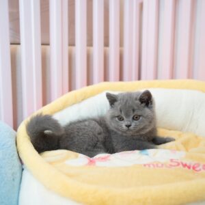 گربه بریتیش شورت‌ هیر