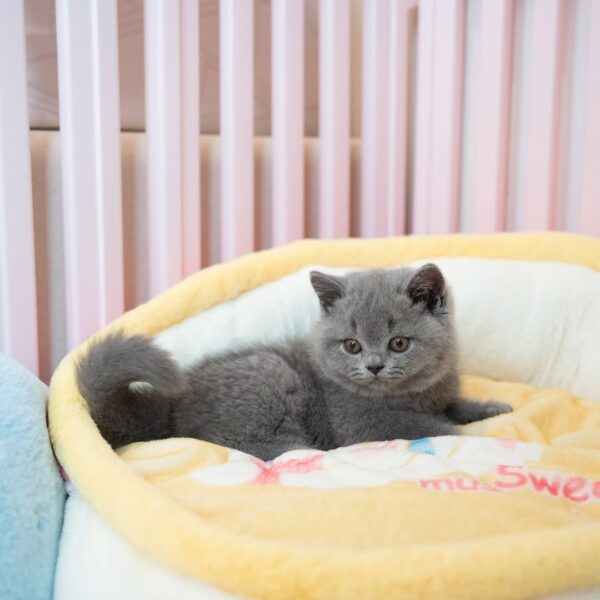 گربه بریتیش شورت‌ هیر