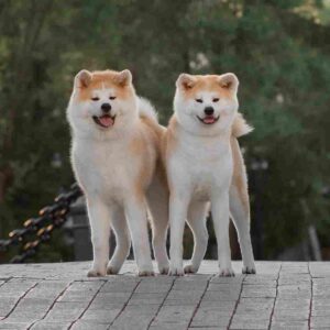 آکیتا ژاپنی