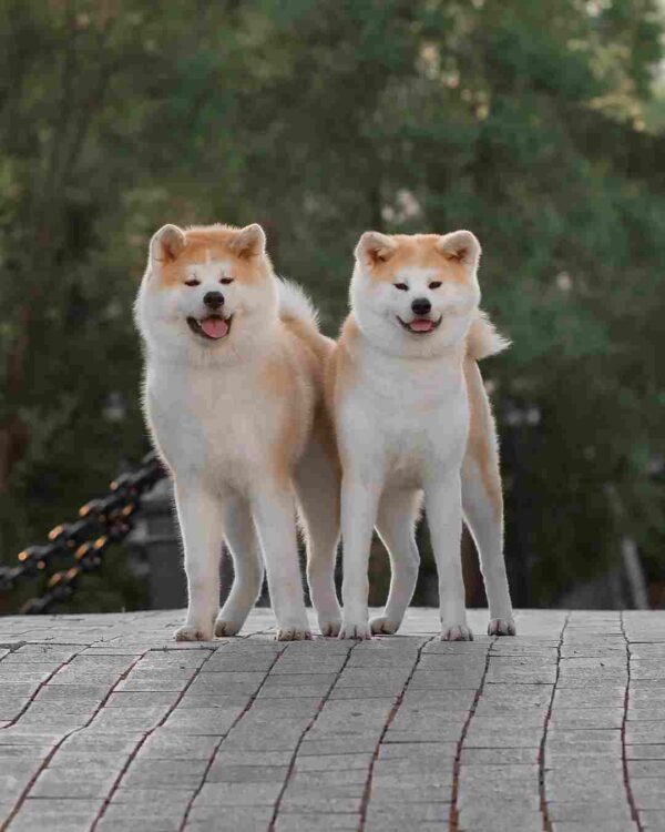 آکیتا ژاپنی