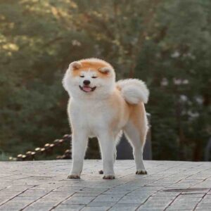 آکیتا ژاپنی