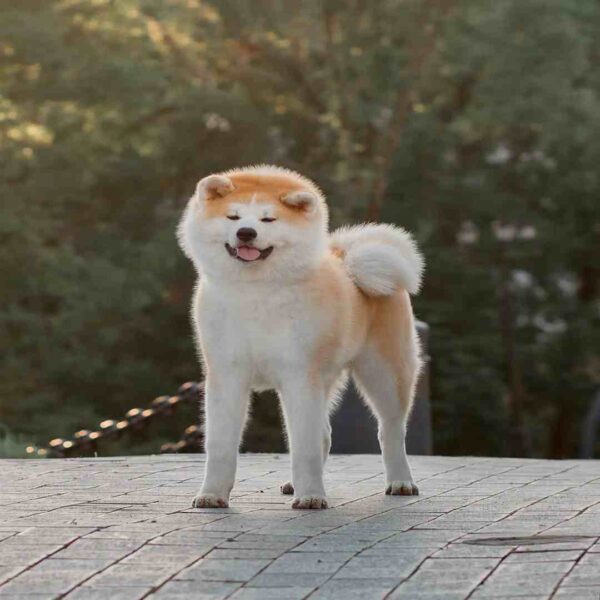 آکیتا ژاپنی