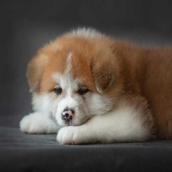 آکیتا ژاپنی