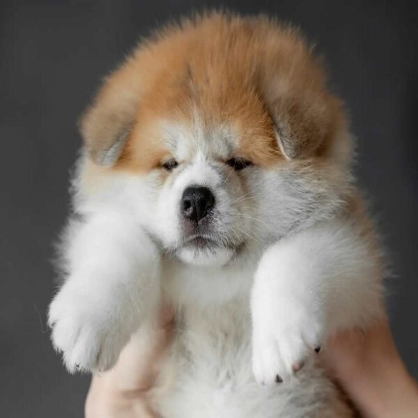 آکیتا ژاپنی