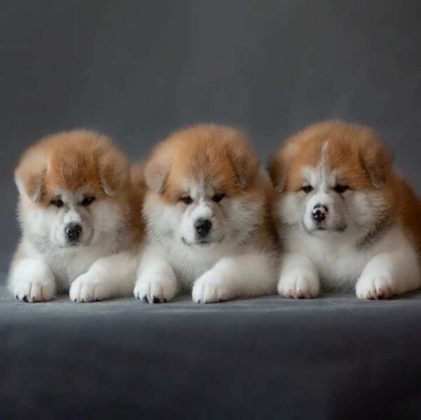 آکیتا ژاپنی