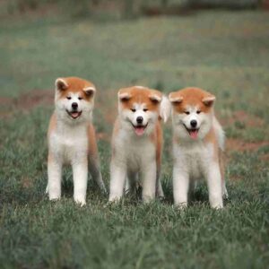 آکیتا ژاپنی