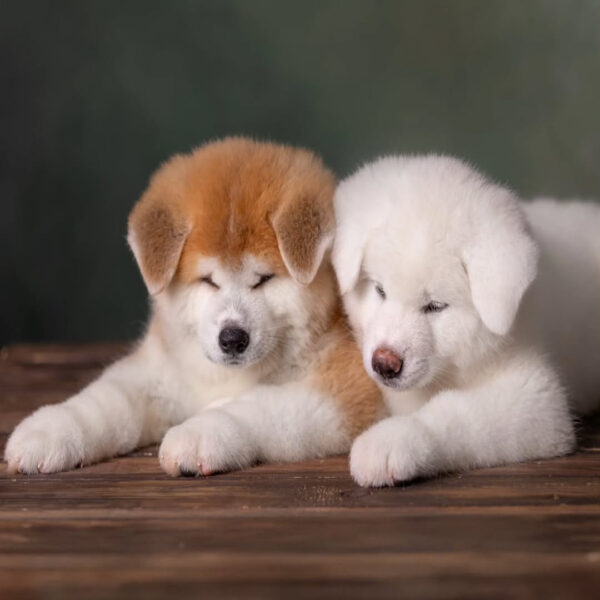 آکیتا ژاپنی