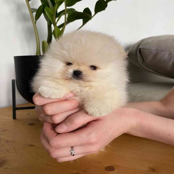 پامرانین خرسی