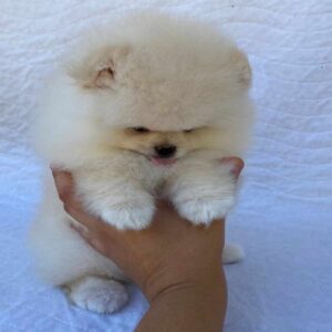 پامرانین خرسی