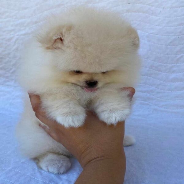 پامرانین خرسی