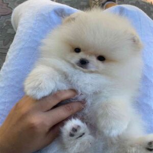 پامرانین خرسی