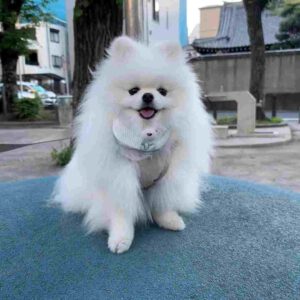 پامرانین خرسی