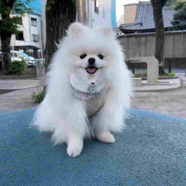 پامرانین خرسی