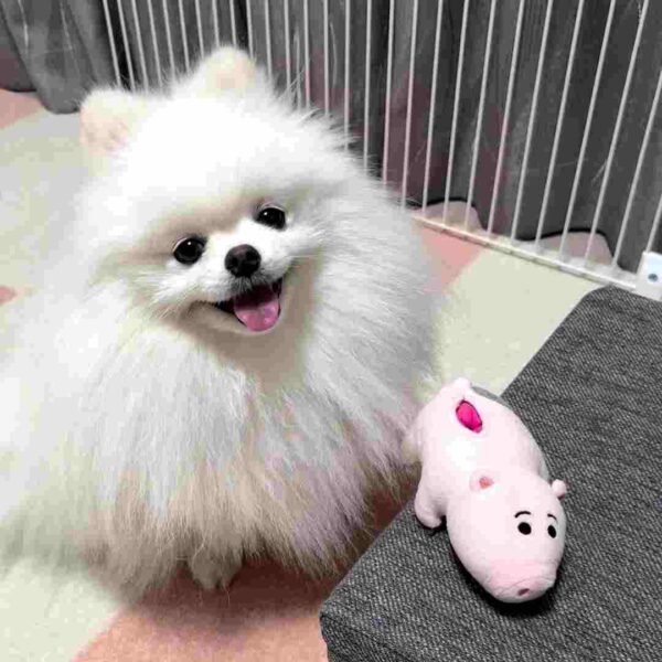 پامرانین خرسی