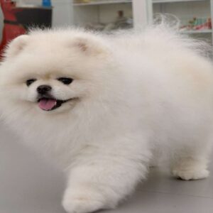 پامرانین خرسی