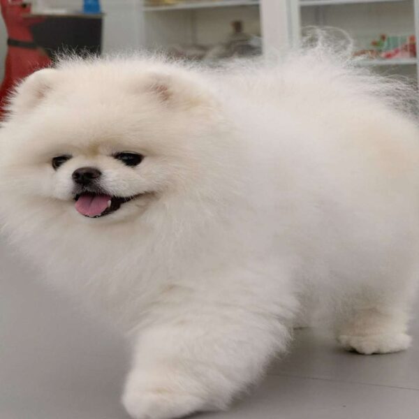 پامرانین خرسی