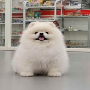 پامرانین خرسی