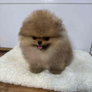 پامرانین خرسی