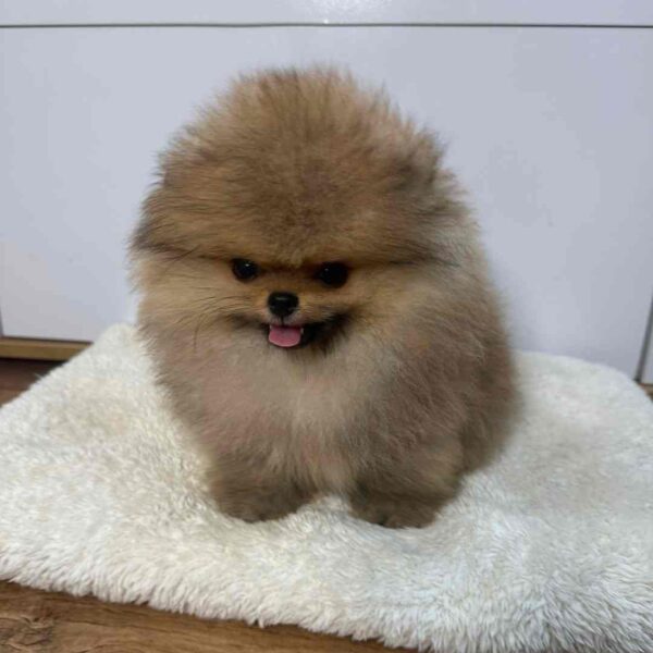 پامرانین خرسی