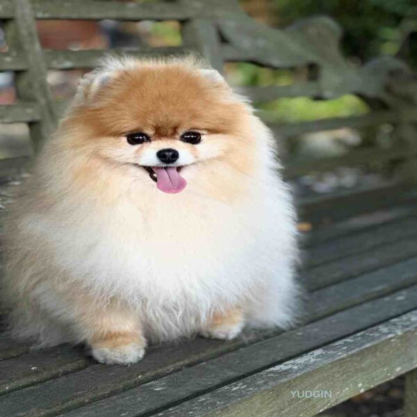 پامرانین خرسی