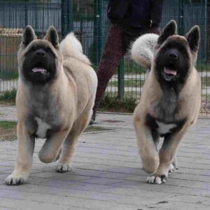 آکیتا آمریکایی