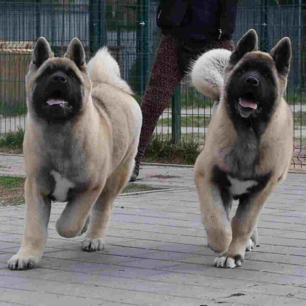 آکیتا آمریکایی