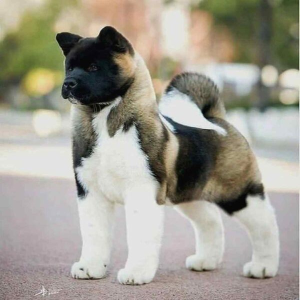 آکیتا آمریکایی