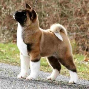 آکیتا آمریکایی