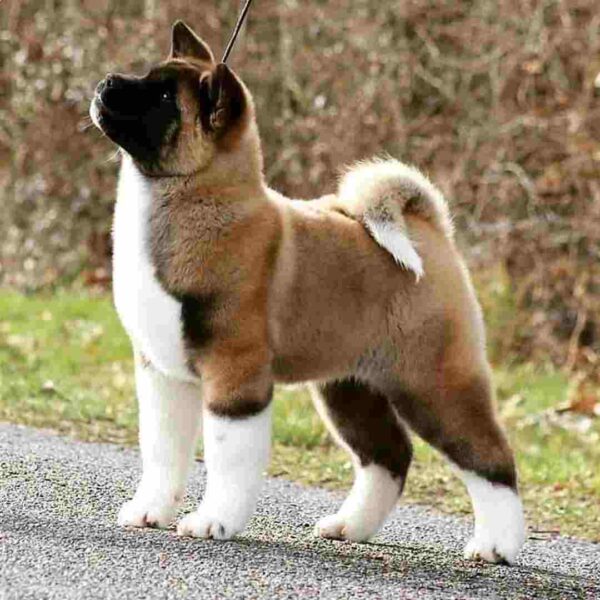 آکیتا آمریکایی