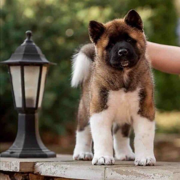 آکیتا آمریکایی