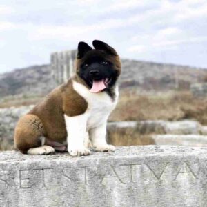 آکیتا آمریکایی