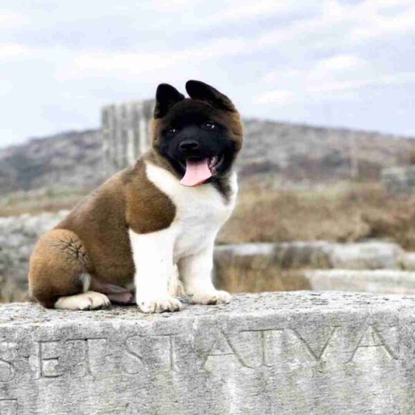 آکیتا آمریکایی