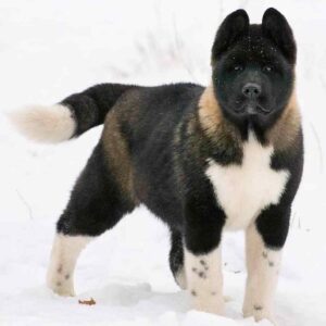 آکیتا آمریکایی