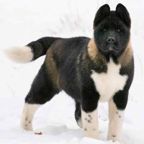 آکیتا آمریکایی