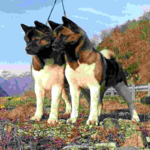 آکیتا آمریکایی