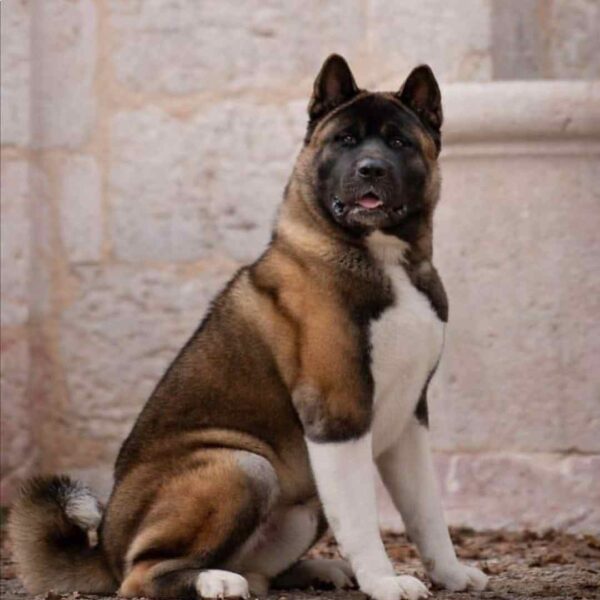 آکیتا آمریکایی